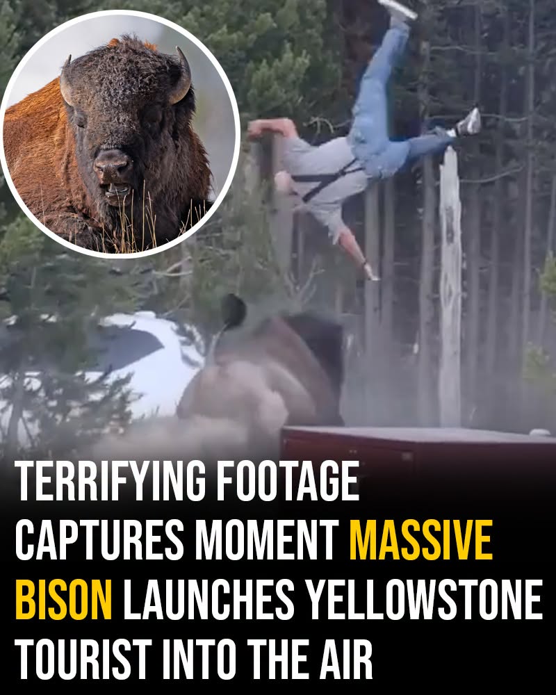 The shocking moment was all caught on camera…😱👇