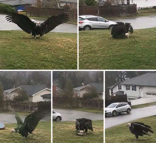 The Discovery of a Giant Eagle Sparks Scientific Interest and Conservation Discussions