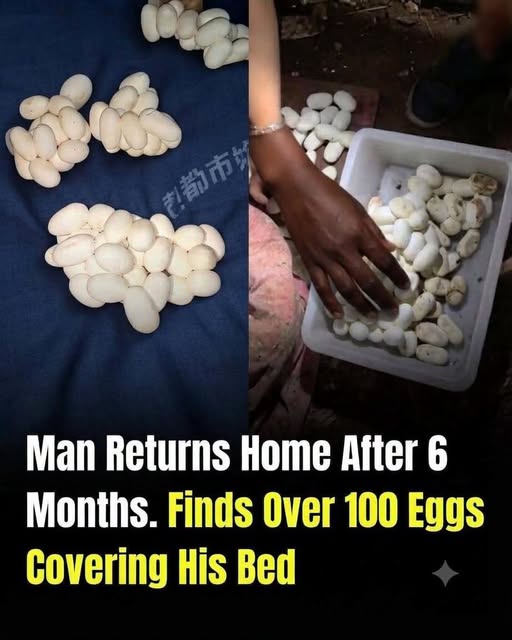 He Left Home for 6 Months — Then Found 100+ Eggs Covering His Bed. What Had Laid Them Was Even More Shocking…